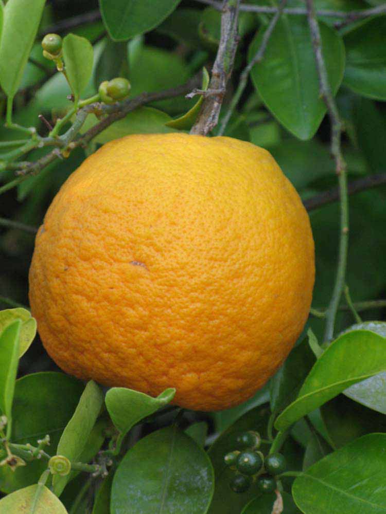            Fruit (Riverside, CA)   